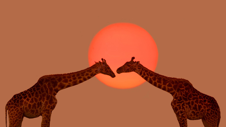 two giraffes at sunset in Kenya, Africa