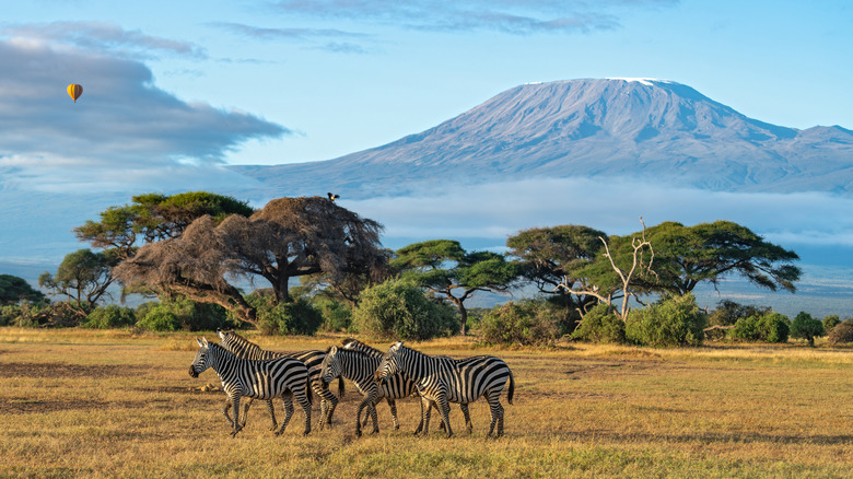 A herd of plains zebra walking against Mount Kilimanjaro and balloon flying at Amboseli National Park, Kenya, Africa