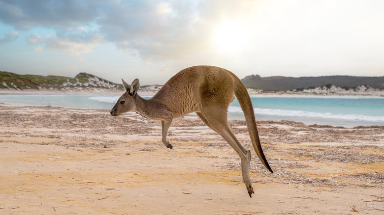 A kangaroo hopping on the beach on Kangaroo Island