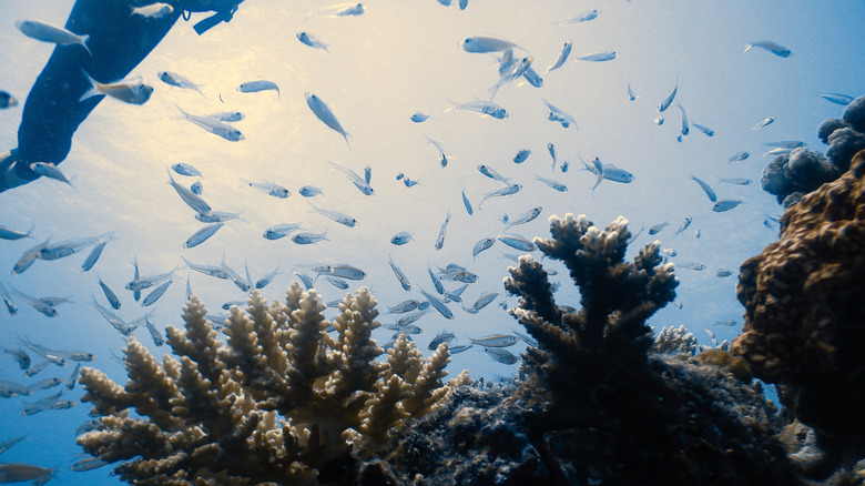 Shoals of fish off Praslin island