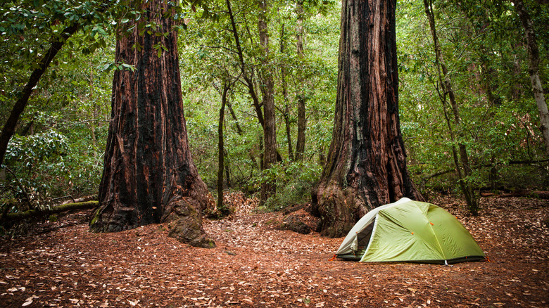 A tent pitched beneath the trees in Redwoods National Forest