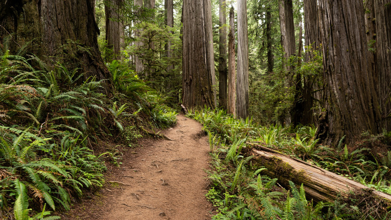 A fern-lined dirt path known as Boy Scout Tree Trail winds its way through the redwoods