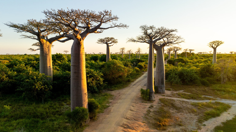 A dirt path is lined with tall baobab trees in Madagascar