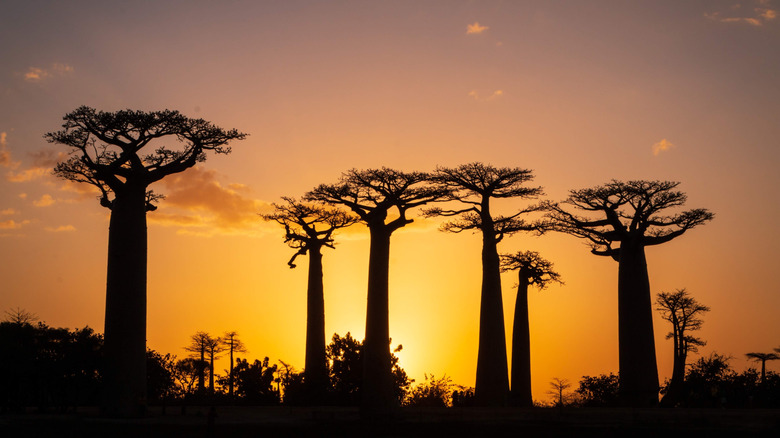 Tall baobab trees at sunset line the Avenue of the Baobabs in Madagascar