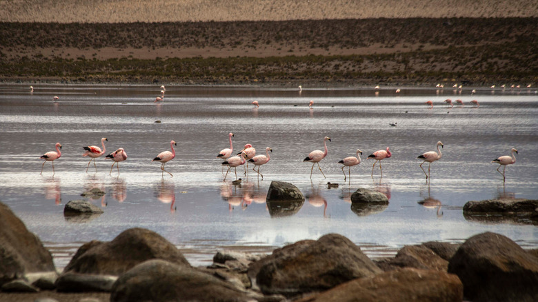 Flamingos walk across shores of Lake Chungará