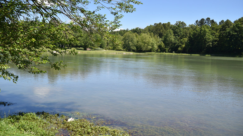 Picture of a lake surrounded by trees