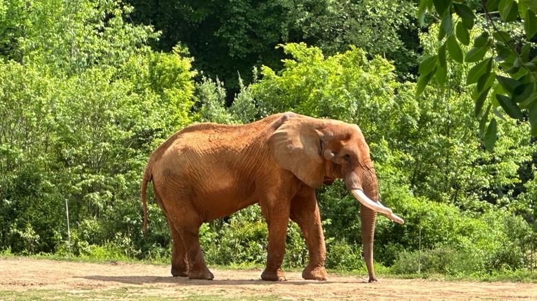 Elephant at the North Carolina Zoo