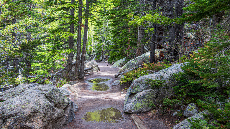 Flat trail leading through evergreen forest