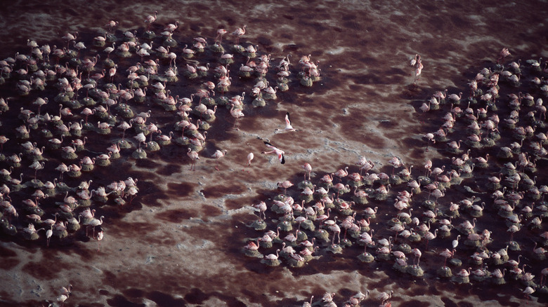 Aerial view of flamingos congregating on Lake Natron