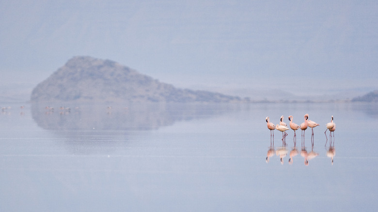 Flamingos walking on the mirrored surface of Lake Natron, Tanzania