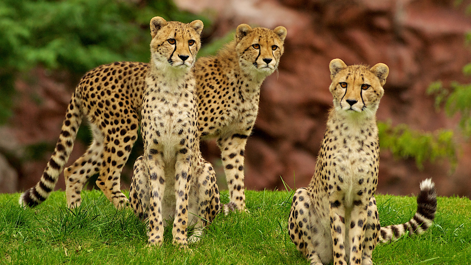 zoo amneville ouvert toute l année