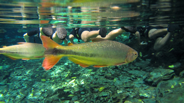 Fish and snorkelers swimming in the clear water of Sucuri River in Bonito, Brazil