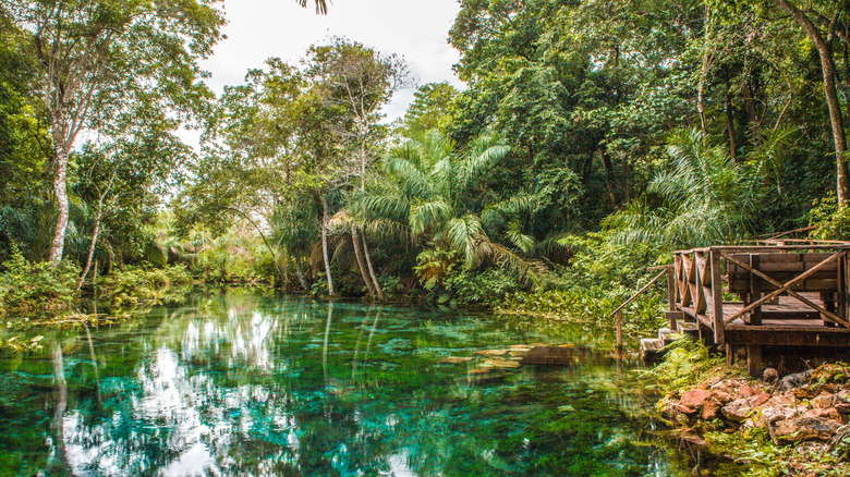 The turquoise water of Sucuri River surrounded by plentiful vegetation in Bonito, Brazil