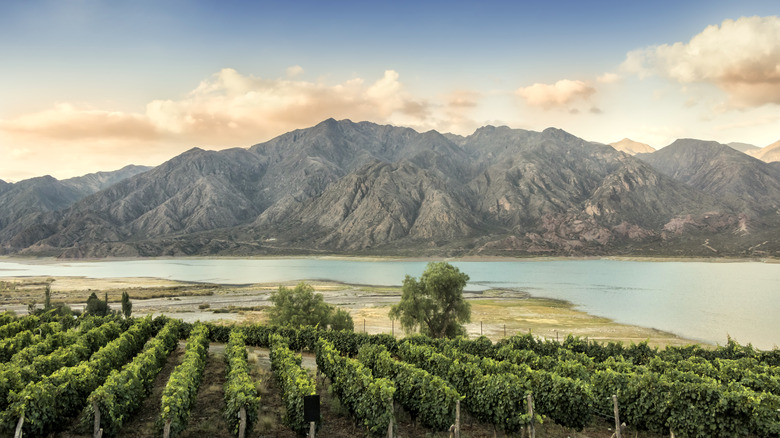 Vineyards in the Andes valley surrounding Mendoza, Argentina