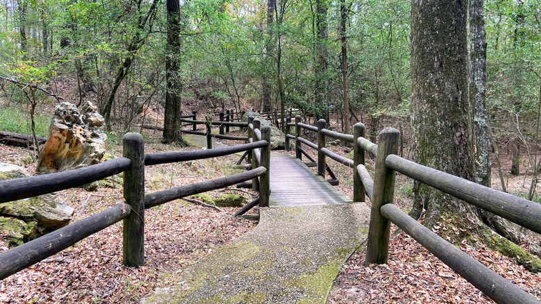 A paved trail through Mississippi's petrified forest