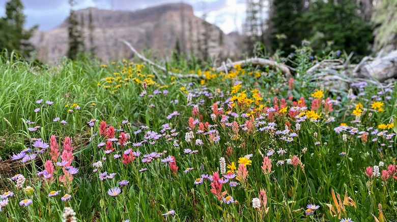 Wldflower fields in Uinta mountains of Utah