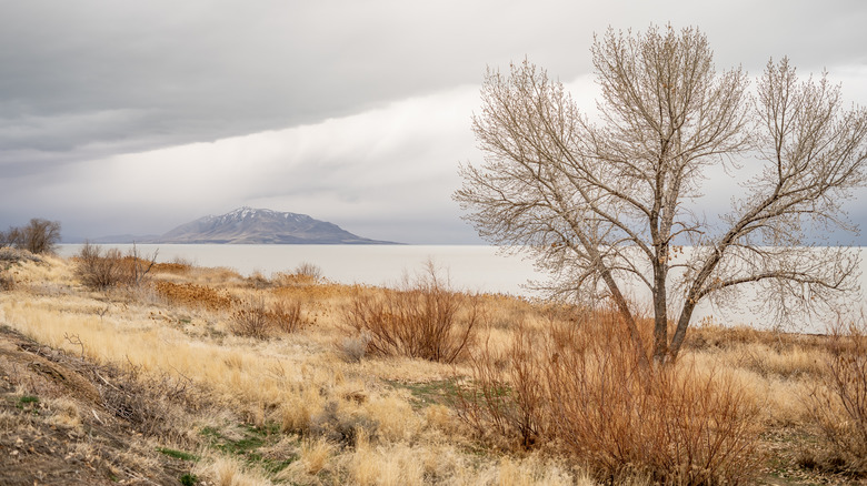 Grass and bare tree at Vineyard Beach with a mountain in the distance