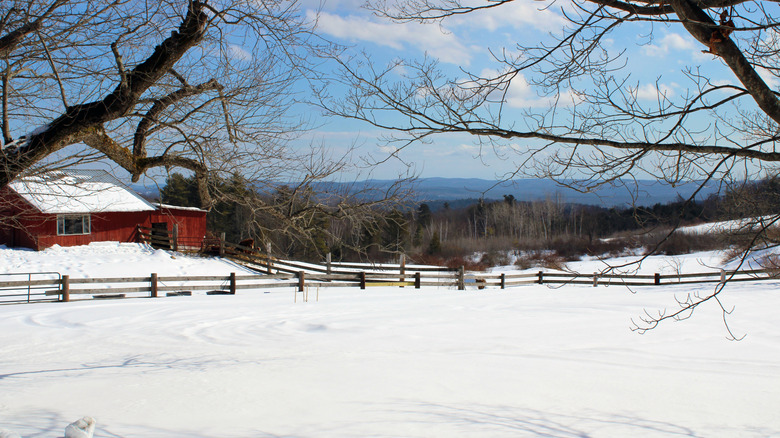House with a snowy yard and trees in Springfield, Vermont