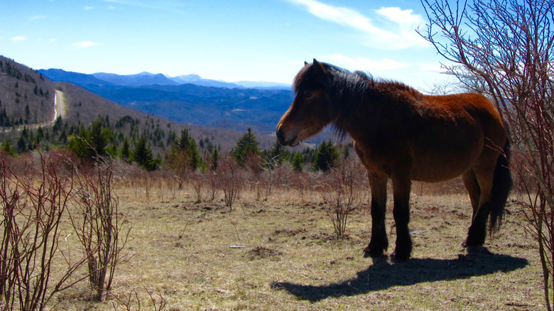 A wild pony in Grayson Highlands State Park in Virginia