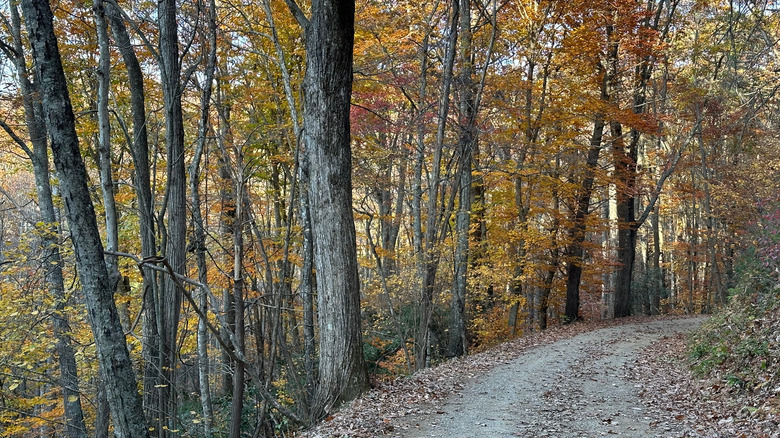 A road through the Appalachian forests