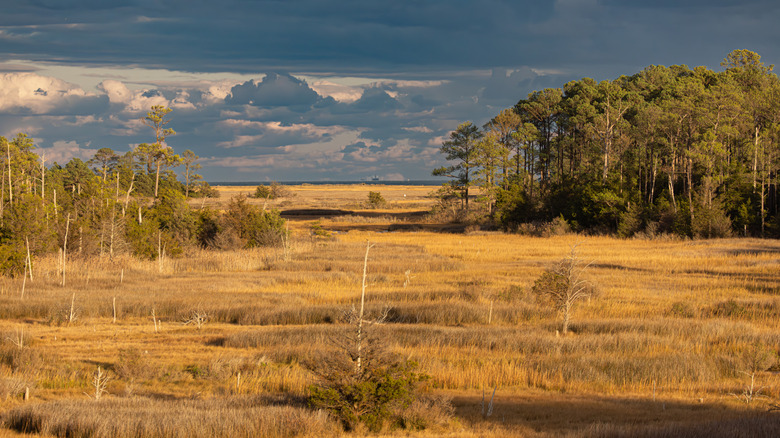 A stunning view of Plum Tree Nature Preserve, VA