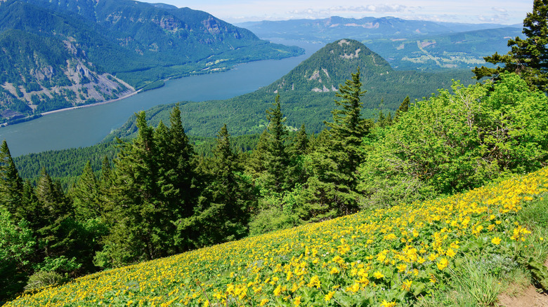 View of the Columbia River Gorge and wildflowers from the Dog Mountain Trail in Washington