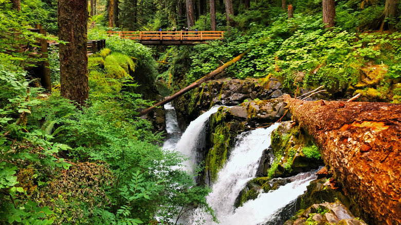 Sol Duc Falls with viewing bridge, Washington