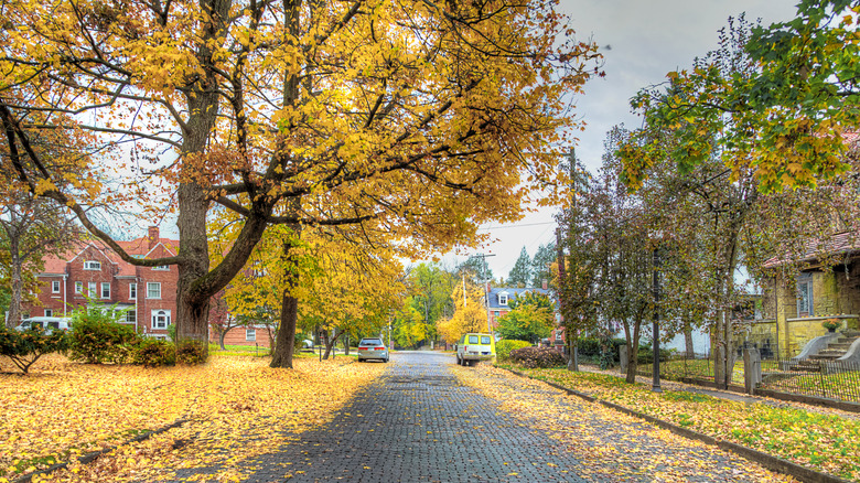 Brick road covered in yellow leaves under a tree with red building in background