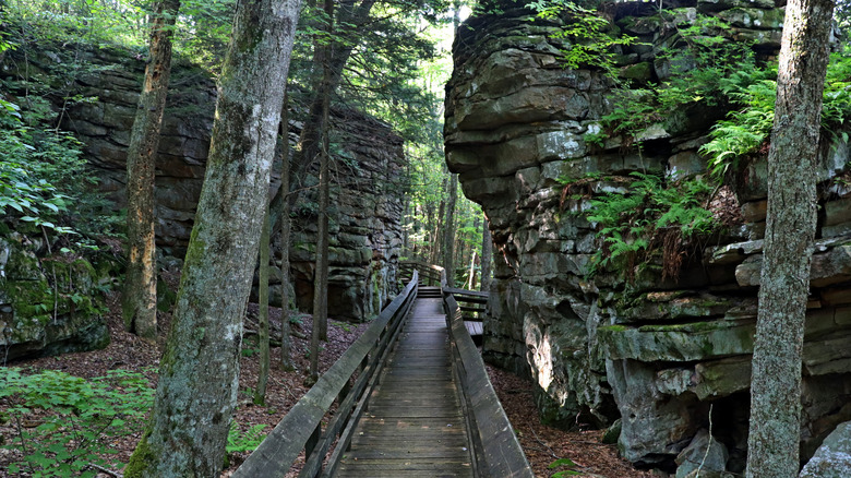 Boardwalk landscape at Beartown State Park