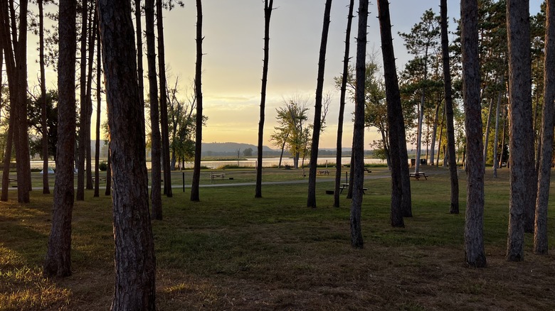 Campground in the pines at Goose Island County Park
