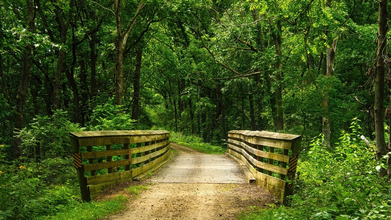 A scenic road and bridge in the forest