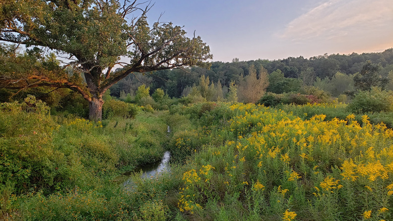 Lush landscape in Donald County Park near Mount Horeb, Wisconsin