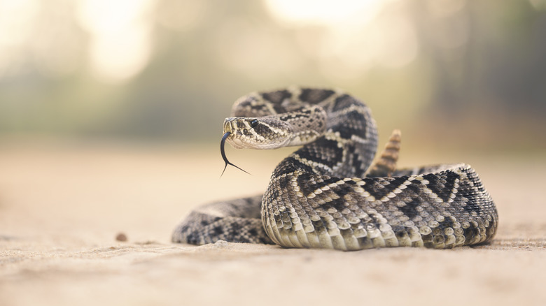 A coiled rattlesnake sticks out its black tongue.