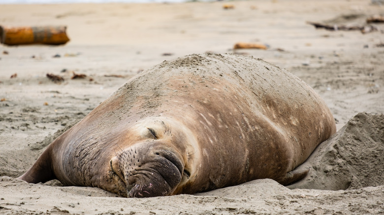 An elephant seal on Drakes Beach, California