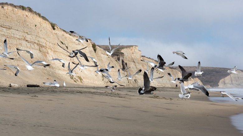 The cliffs at Drakes Beach in California