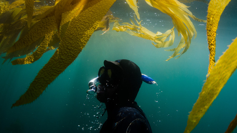 Scuba diver under seaweed mysterious