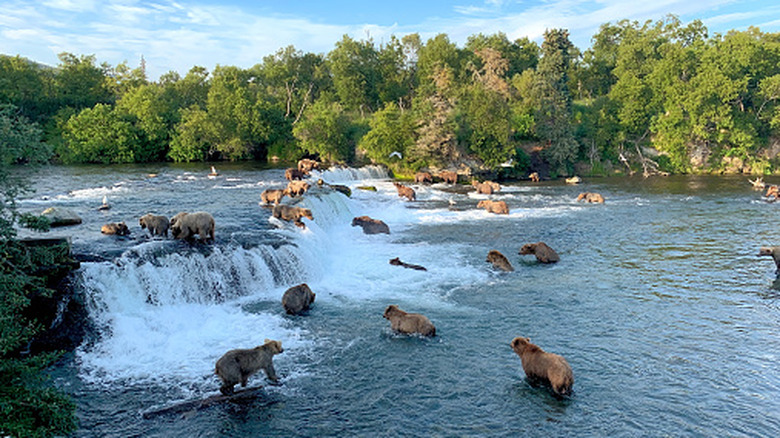 Brown nears in Katmai National Park
