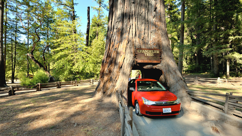 Car driving through Chandelier Drive Thru Tree