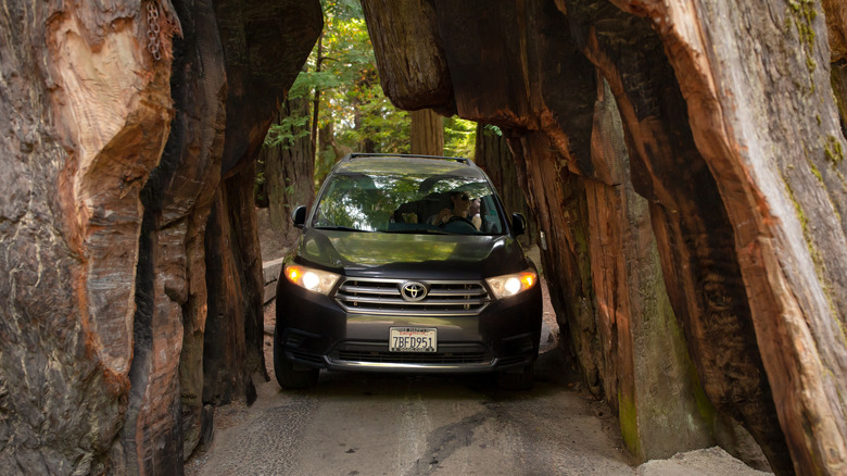 Car driving through Redwood tree