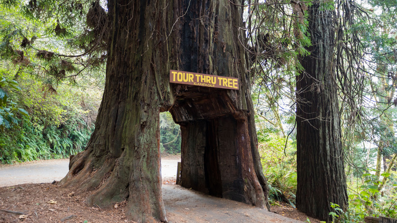 Klamath Tour Thru Tree