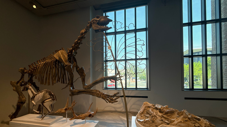 Dinosaur fossils at Yale Peabody Museum, New Haven, CT