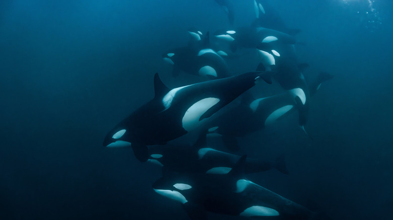 An underwater shot of a pod of orca whales swimming