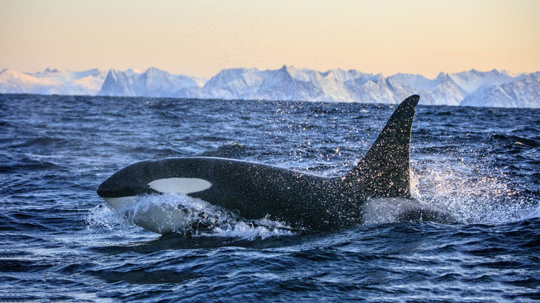 An orca, also known as a "killer whale" breaches the surface on the ocean
