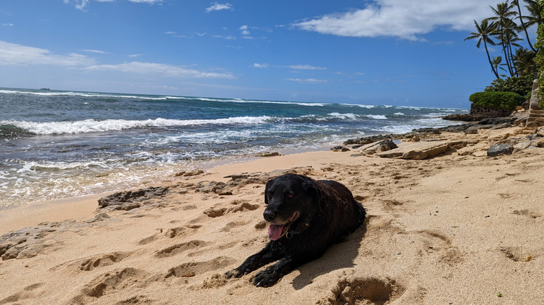 A dog on the shore of a scenic beach in Hawaii.
