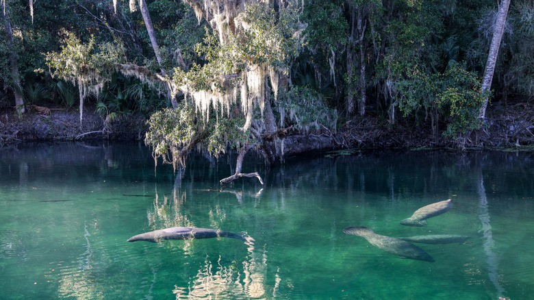 Manatees in clear water with trees in background