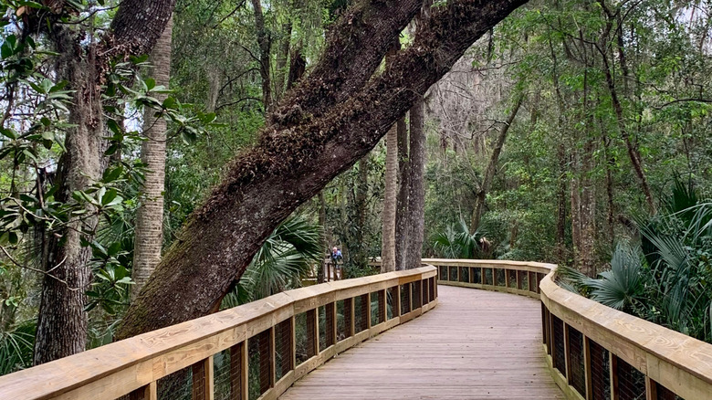 Wooden boardwalk going through the trees