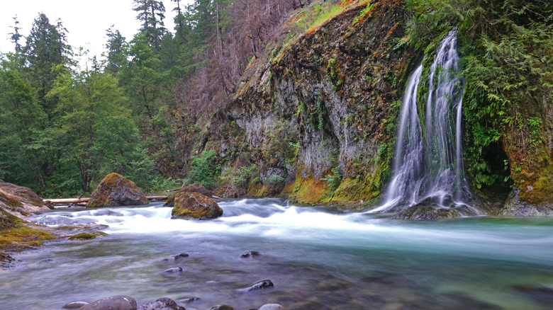 A waterfall on Salmon Creek outside Oakridge, Oregon