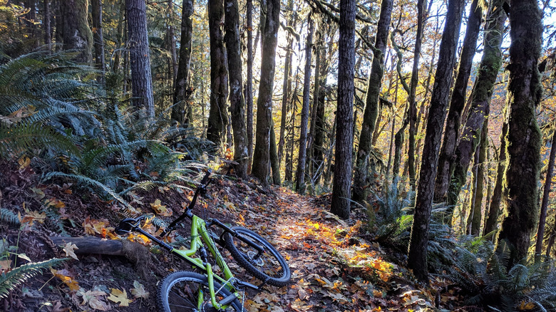 A bike lying in the forrest in L.L. Stub Stewart State Park, Oregon