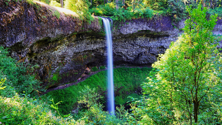 View of a waterfall and surrounding forest at Oregon's Silver Falls State Park