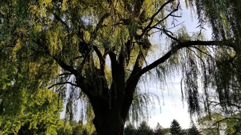 A massive tree at Jaycee Park in Oregon, Wisconsin